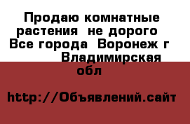 Продаю комнатные растения  не дорого - Все города, Воронеж г.  »    . Владимирская обл.